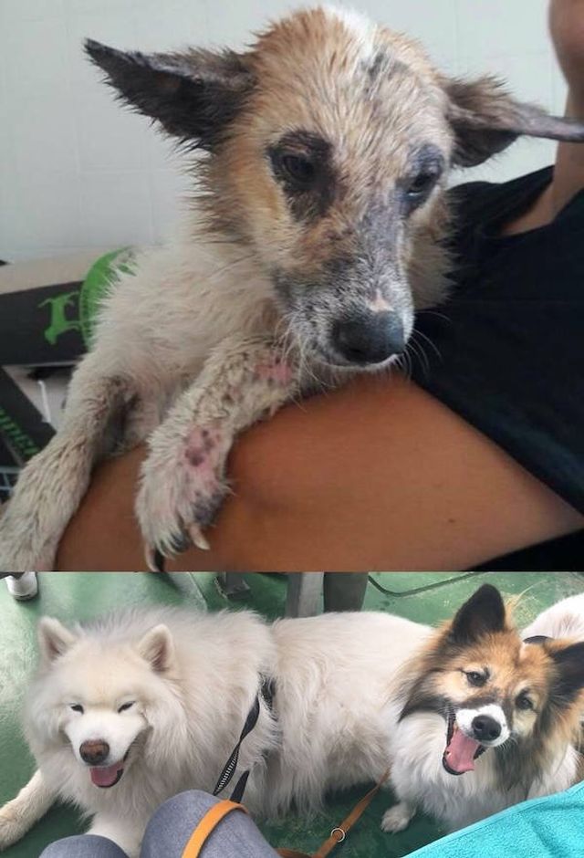 Dogs Before And After They Found A New Home (33 pics)