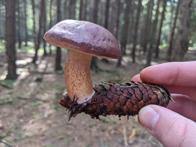 Unusual Finds (15 pics)