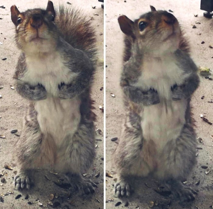 Cute And Funny Squirrels (22 pics)