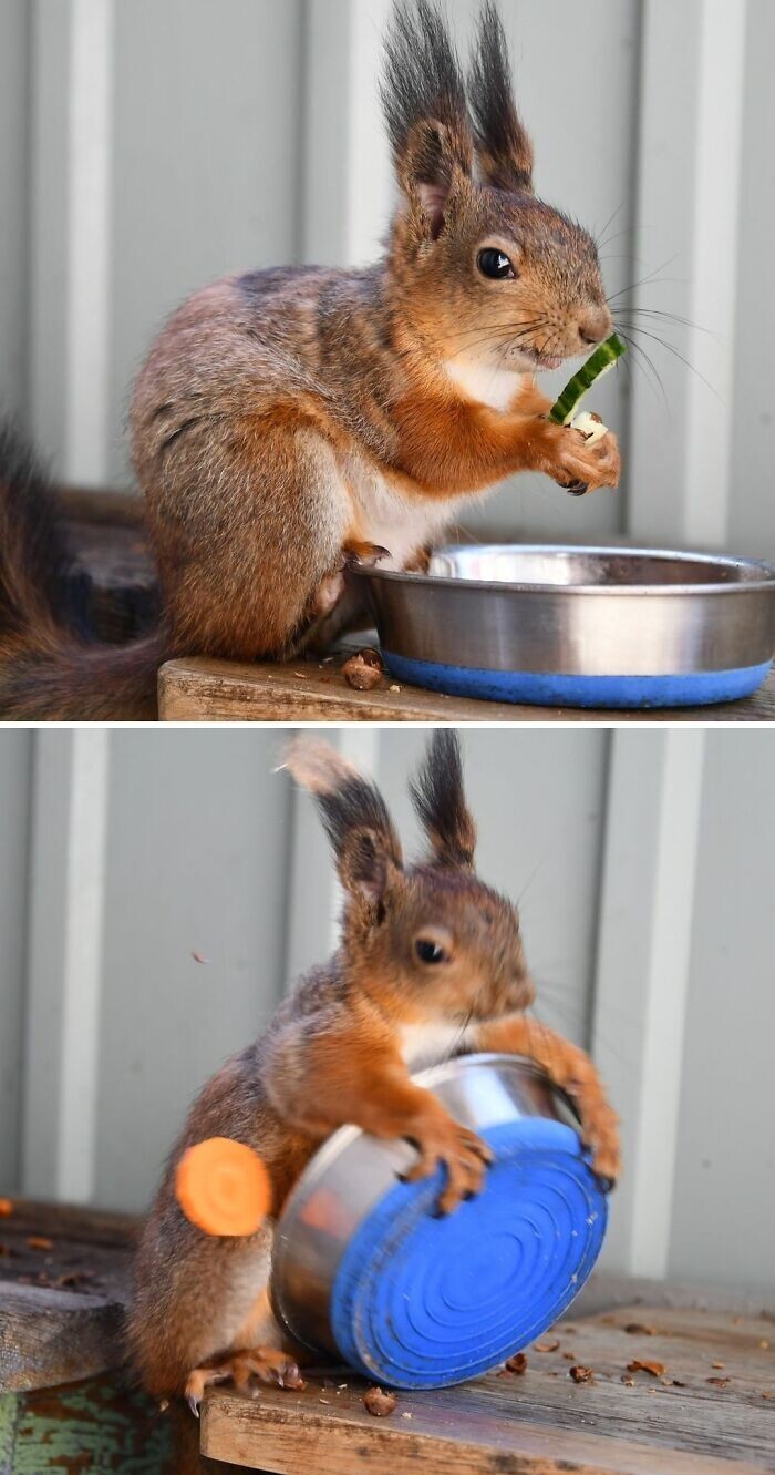 Cute And Funny Squirrels (22 pics)