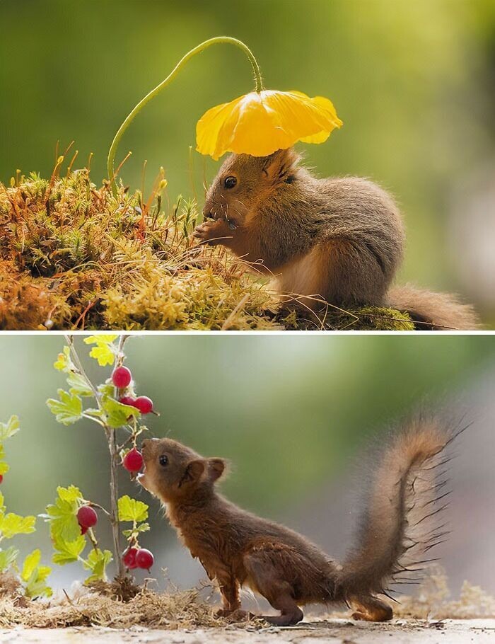 Cute And Funny Squirrels (22 pics)