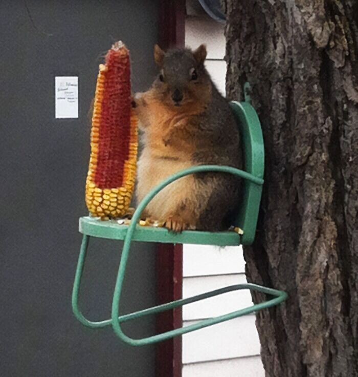 Cute And Funny Squirrels (22 pics)