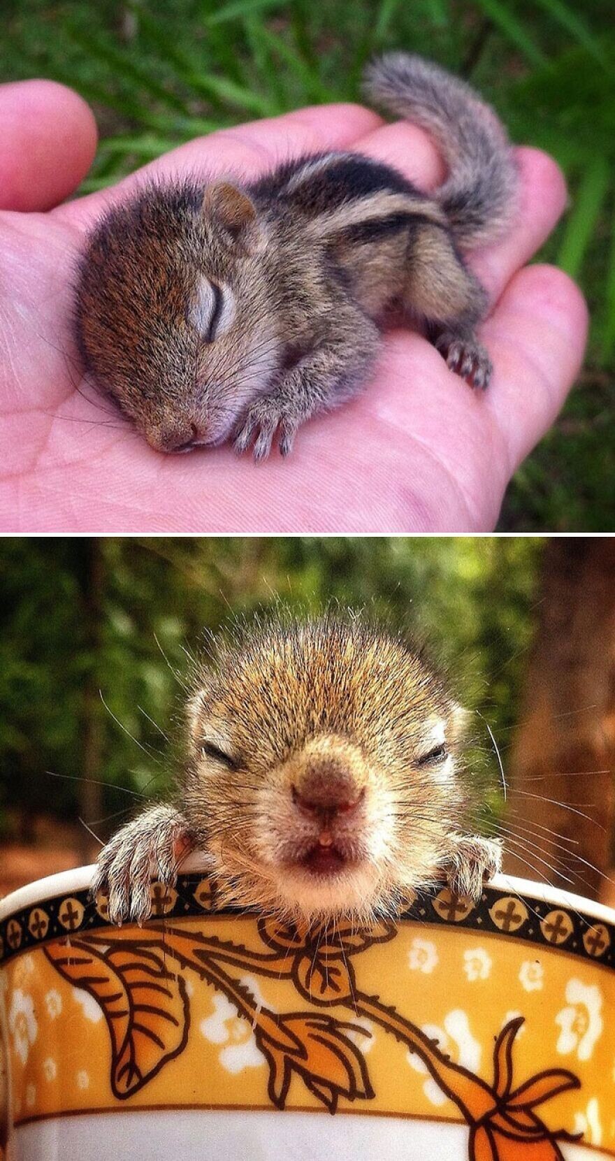 Cute And Funny Squirrels (22 pics)