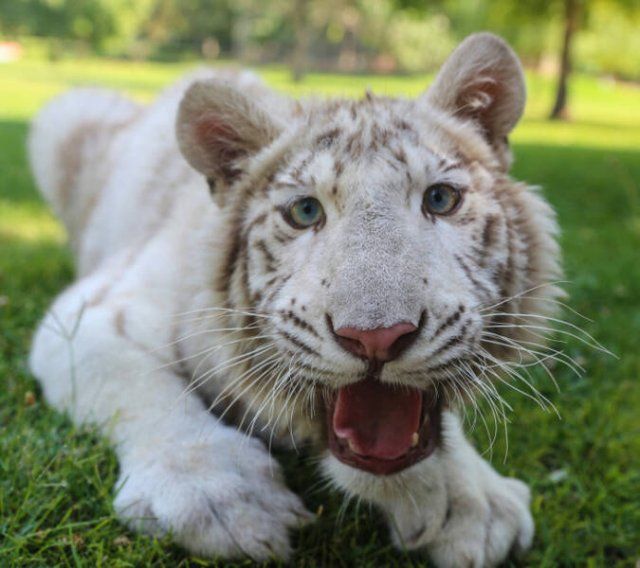 Albino Animals (15 pics)