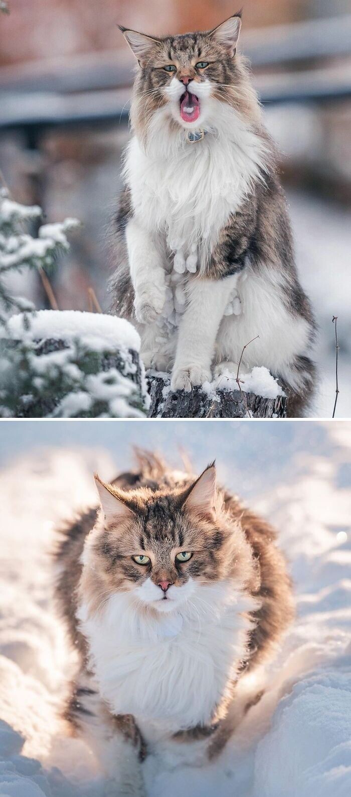 Norwegian Cats (23 pics)