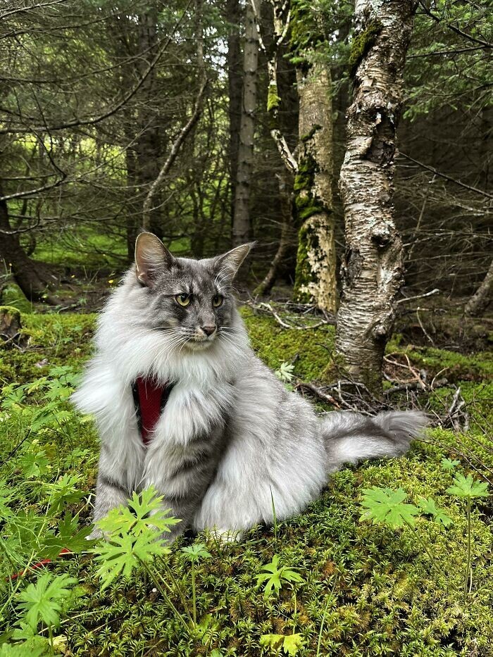 Norwegian Cats (23 pics)