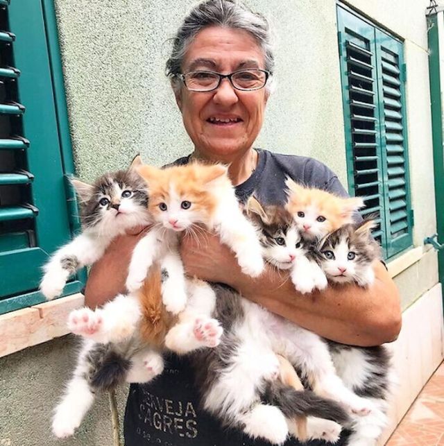 Norwegian Cats (23 pics)