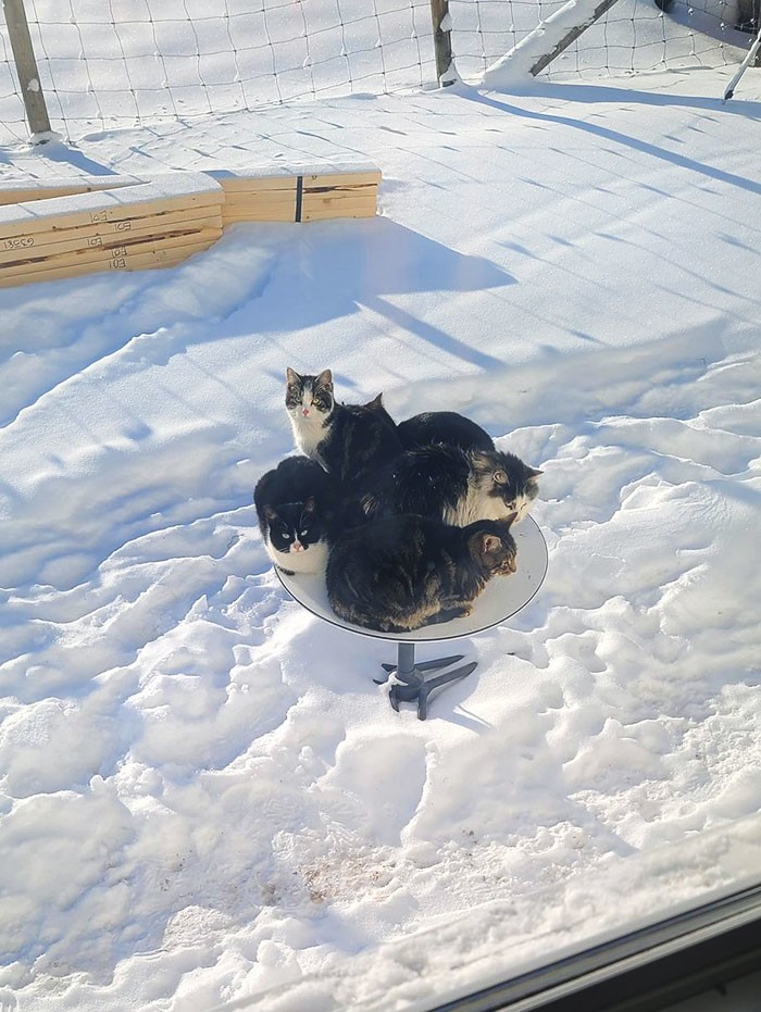 Interesting Photos From Canada (21 pics)