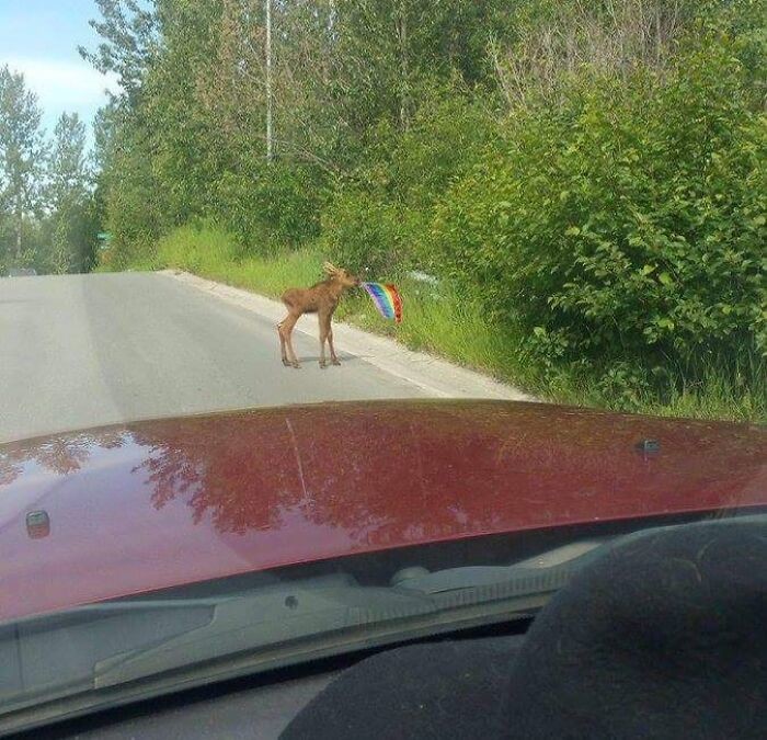 Interesting Photos From Canada (21 pics)