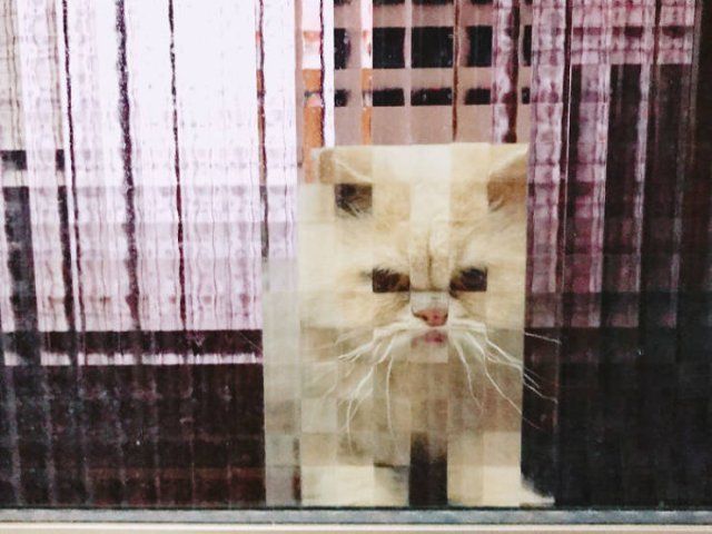 Funny Pixelated Cats (25 pics)