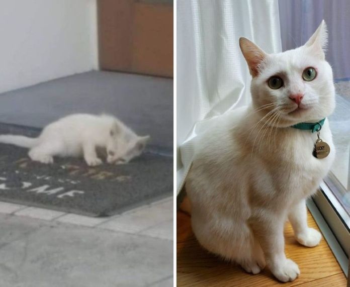 Animals After They Found A New Home (14 pics)