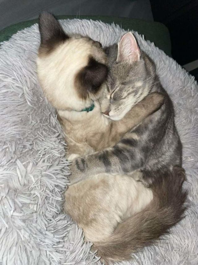 Animals After They Found A New Home (14 pics)
