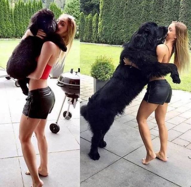 Puppies Become Dogs (29 pics)