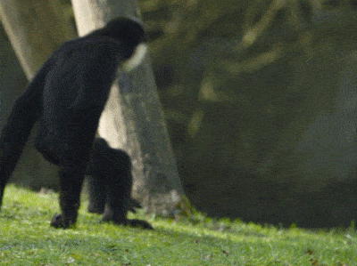 Acid GIFs, October 11 (25 gifs)