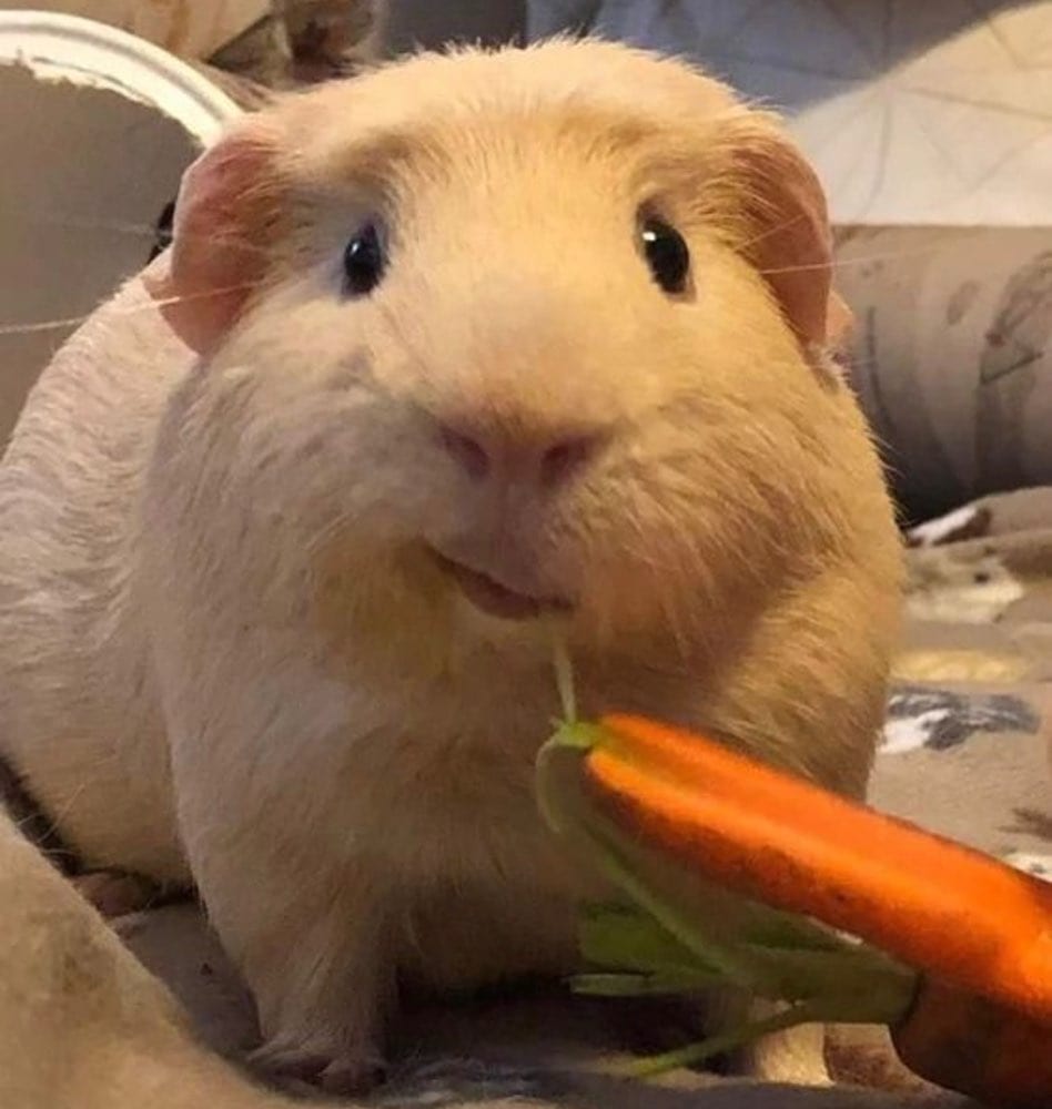 Funny Animals (15 pics)