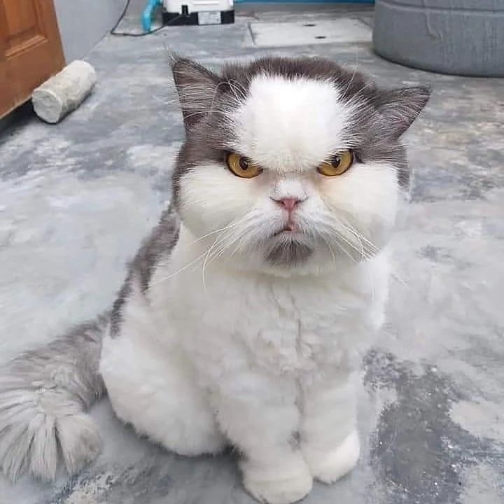 Funny Animals (15 pics)