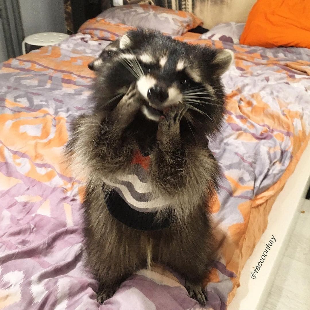Funny Animals (15 pics)