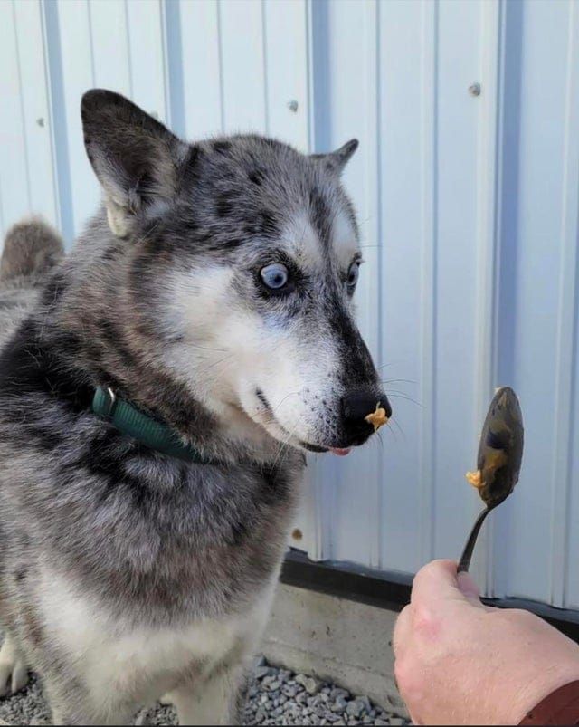 Funny Animals (15 pics)