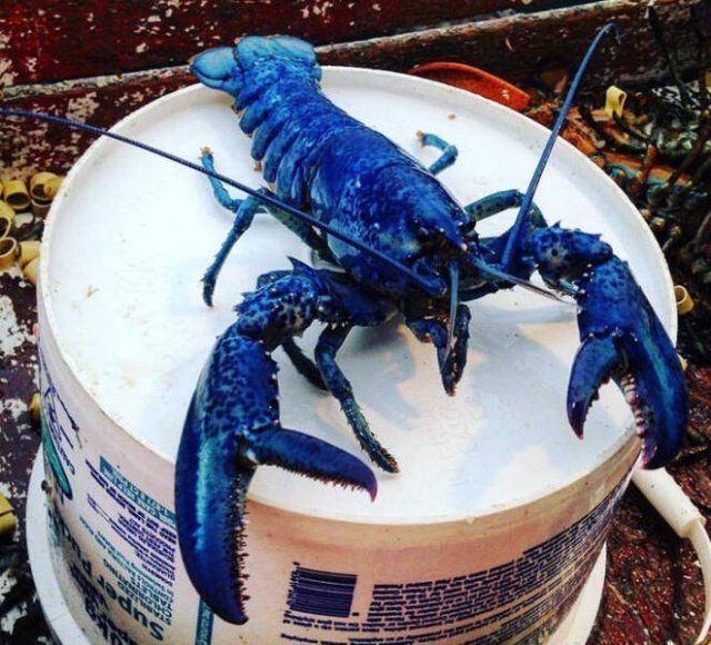 Unusual Finds And Situations (50 pics)