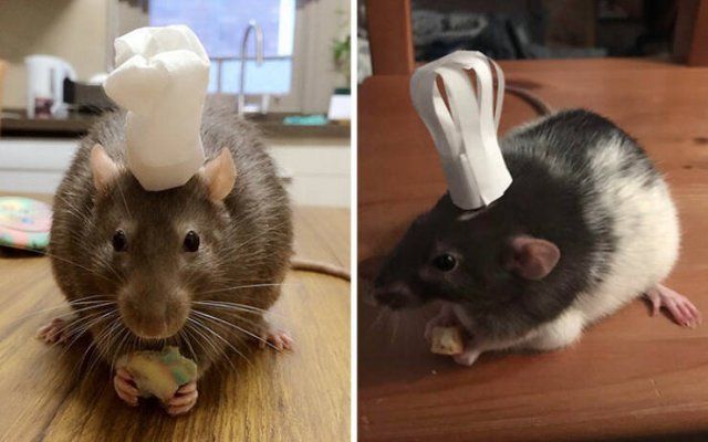 Cute Rats (40 pics)