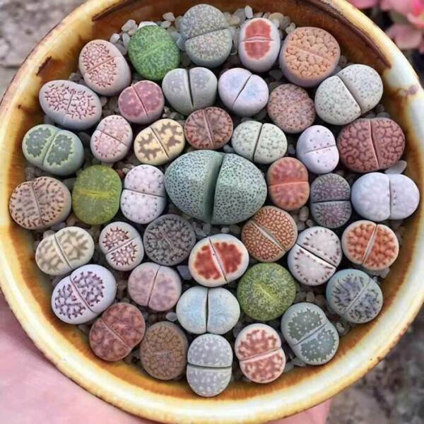 Awesome Finds (25 pics)