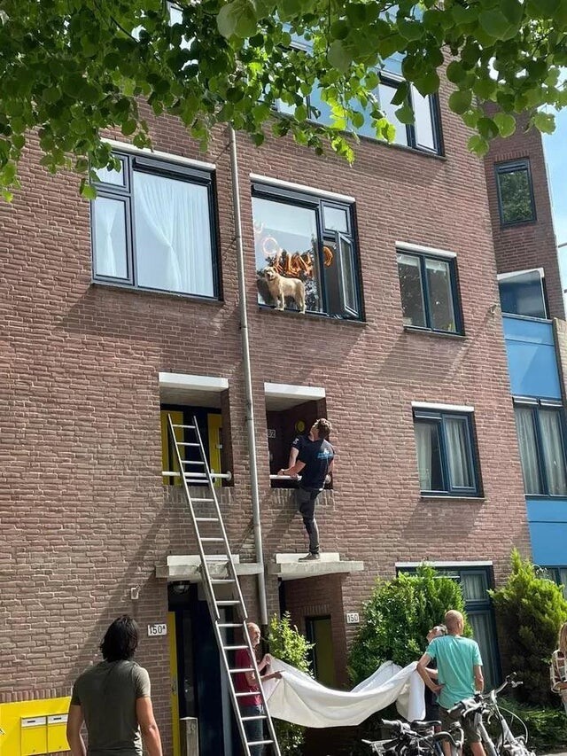 Funny Animals (20 pics)