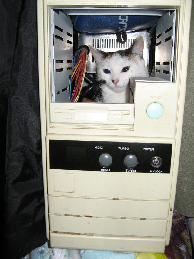 Funny Animals (20 pics)