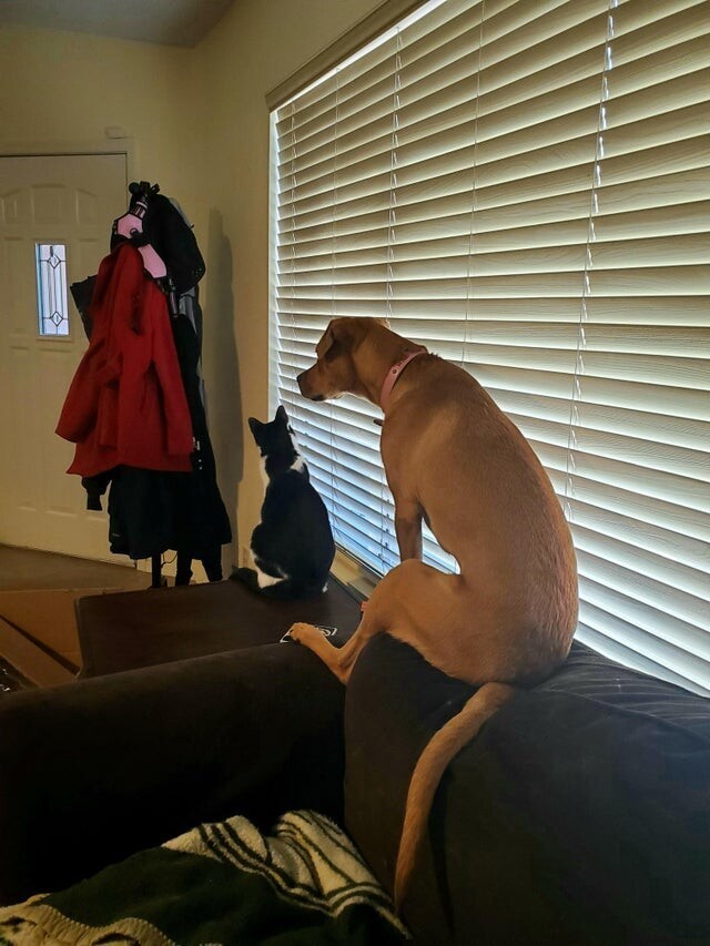 Funny Animals (20 pics)