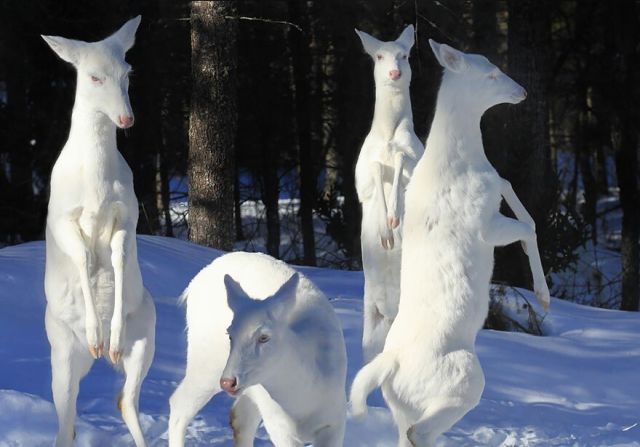 Awesome Albino Animals (22 pics)