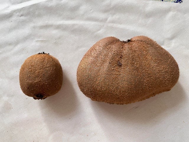 Huge Finds (18 pics)