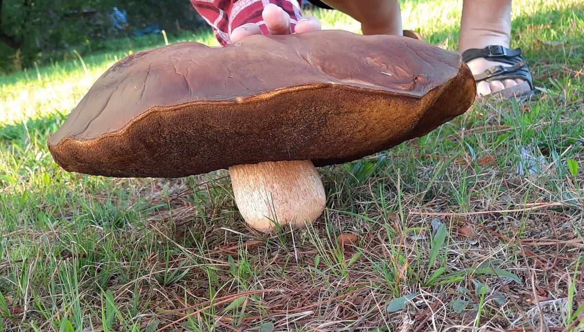 People Find Giant Mushrooms (17 pics)