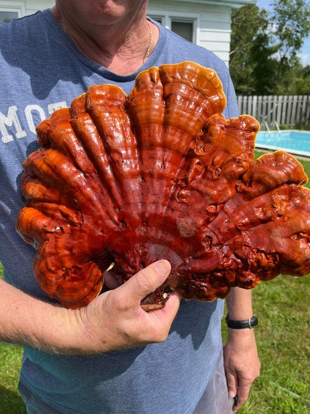 People Find Giant Mushrooms (17 pics)
