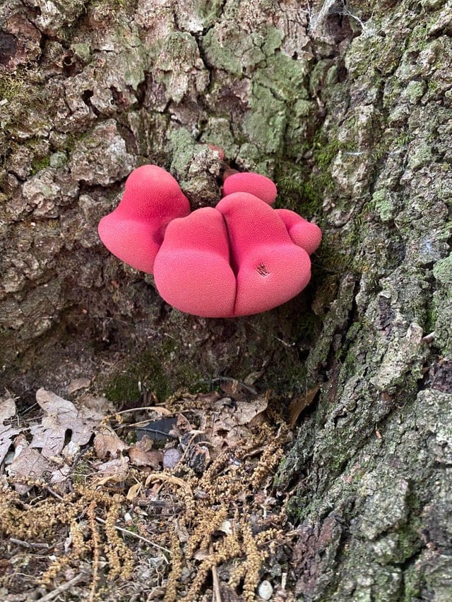 People Find Giant Mushrooms (17 pics)