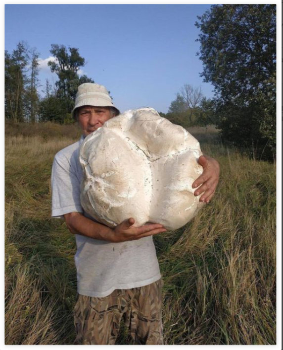 People Find Giant Mushrooms (17 pics)