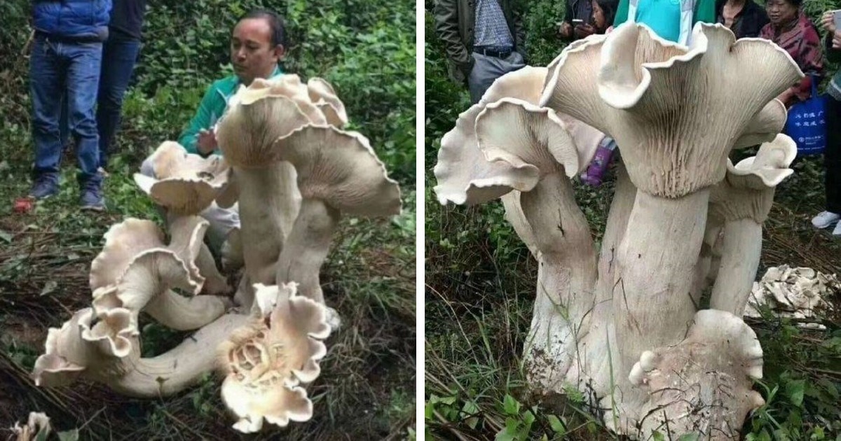 People Find Giant Mushrooms (17 pics)