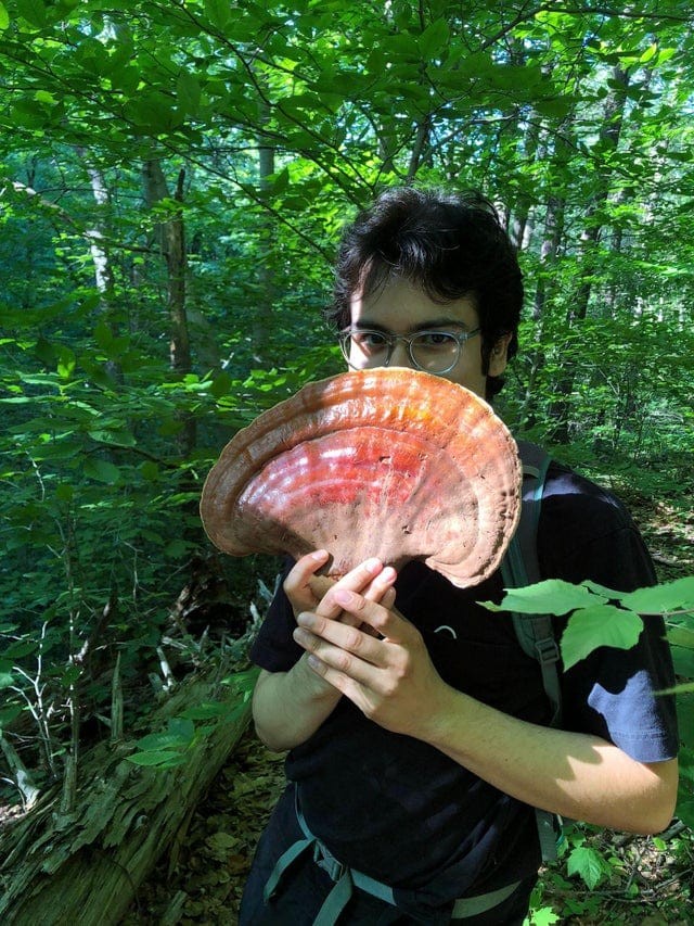 People Find Giant Mushrooms (17 pics)