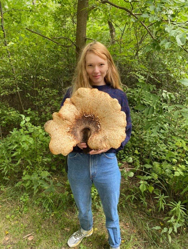 People Find Giant Mushrooms (17 pics)