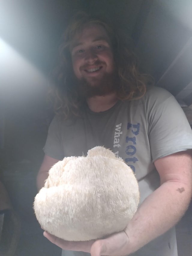 People Find Giant Mushrooms (17 pics)