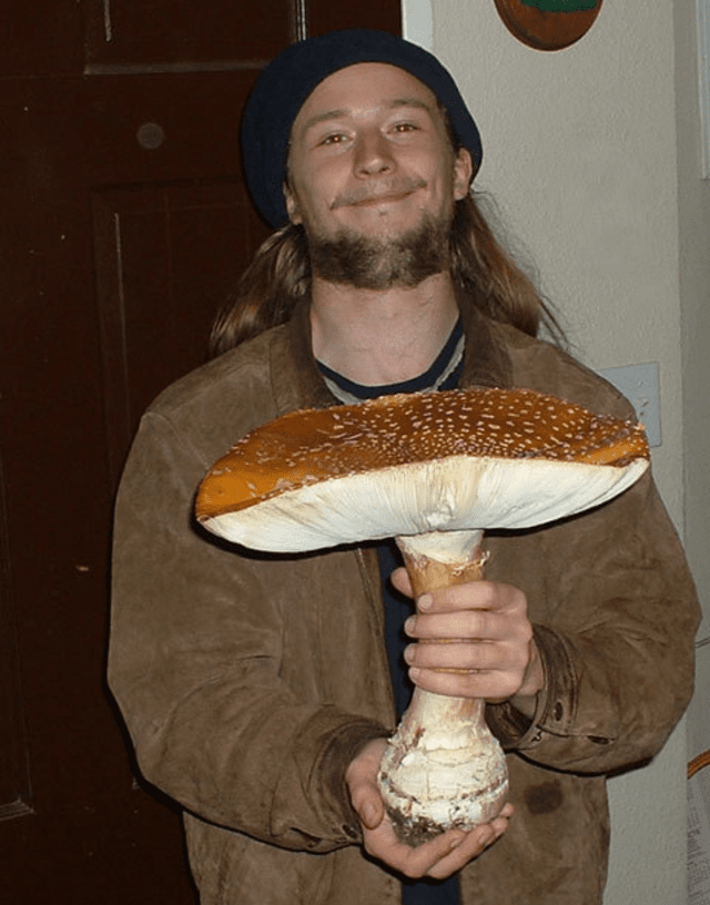 People Find Giant Mushrooms (17 pics)