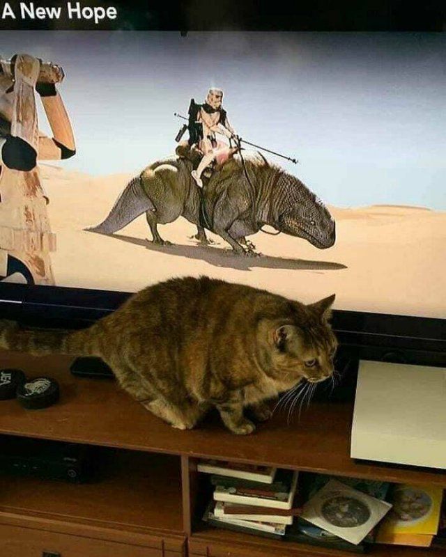 Funny Cats (49 pics)