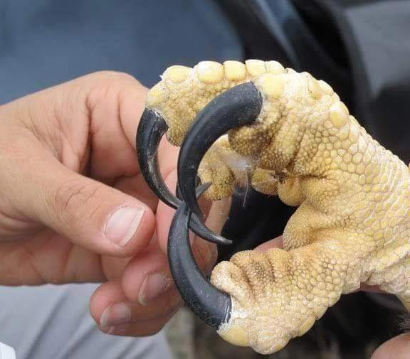 Huge Things (25 pics)