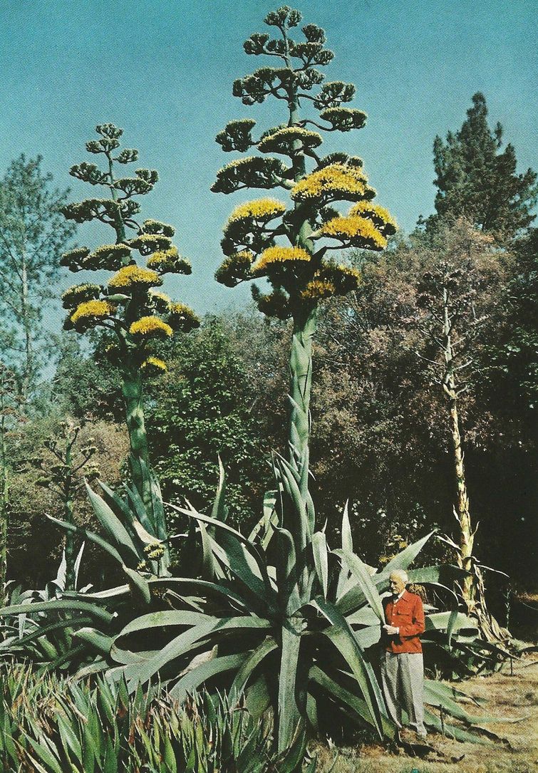 Huge Things (25 pics)