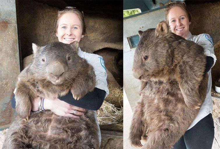 Huge Things (25 pics)