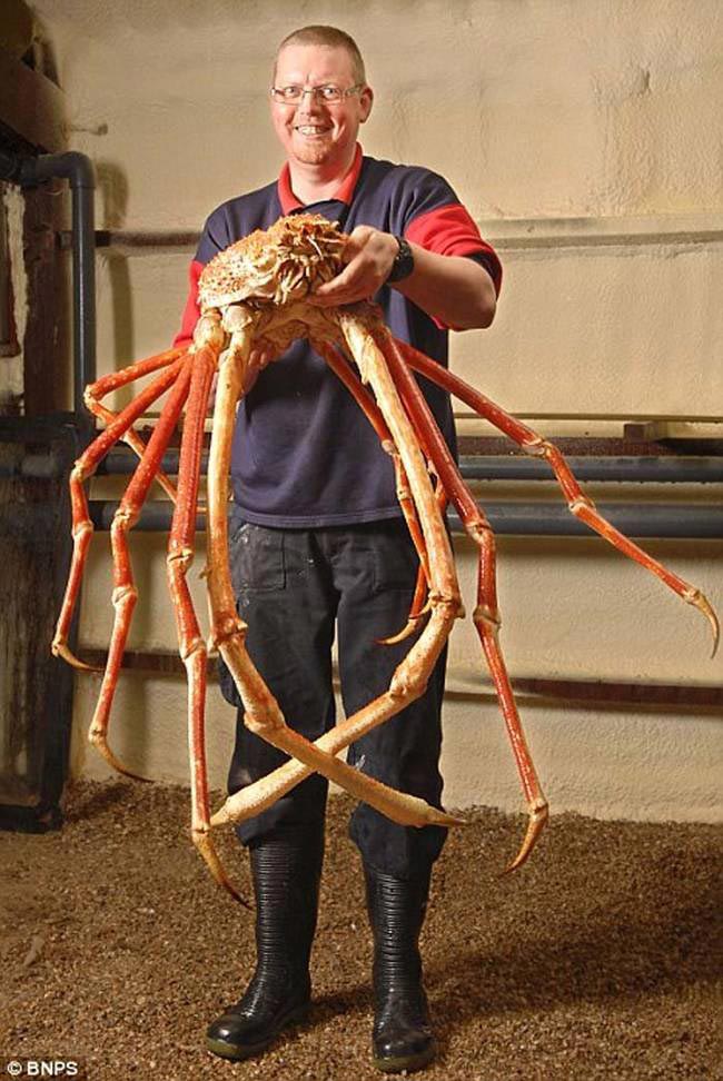 Huge Things (25 pics)
