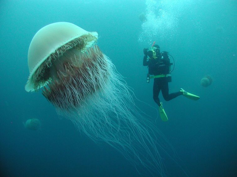 Huge Things (25 pics)