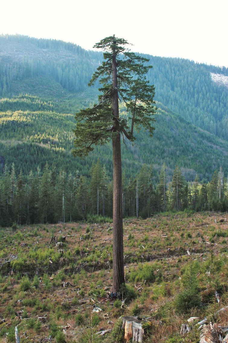 Huge Things (25 pics)