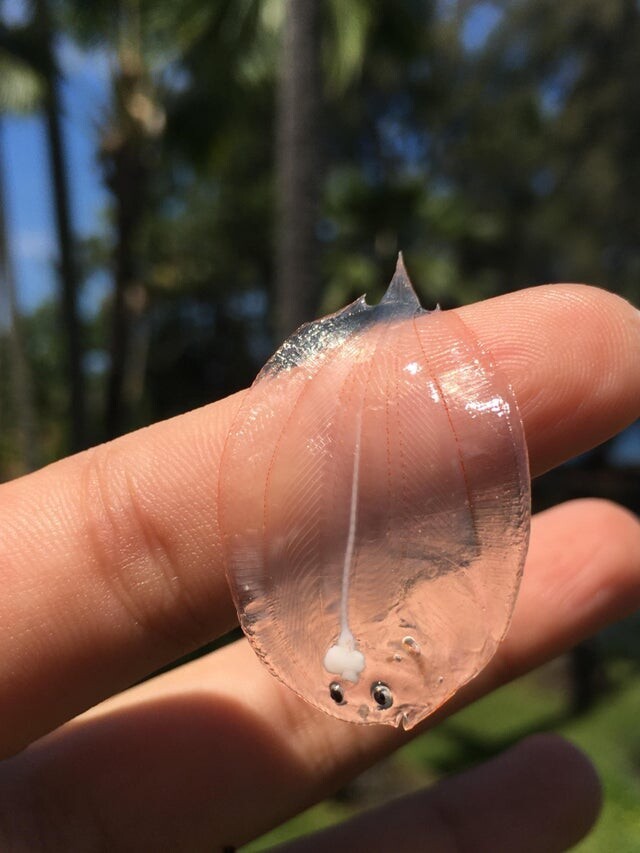 Beautiful Finds (14 pics)