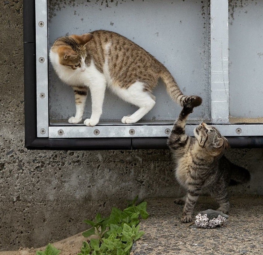 Funny Cats (23 pics)