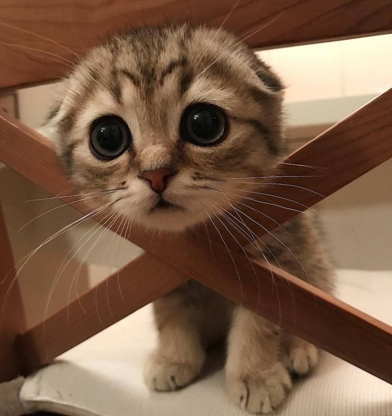Funny Cats (23 pics)