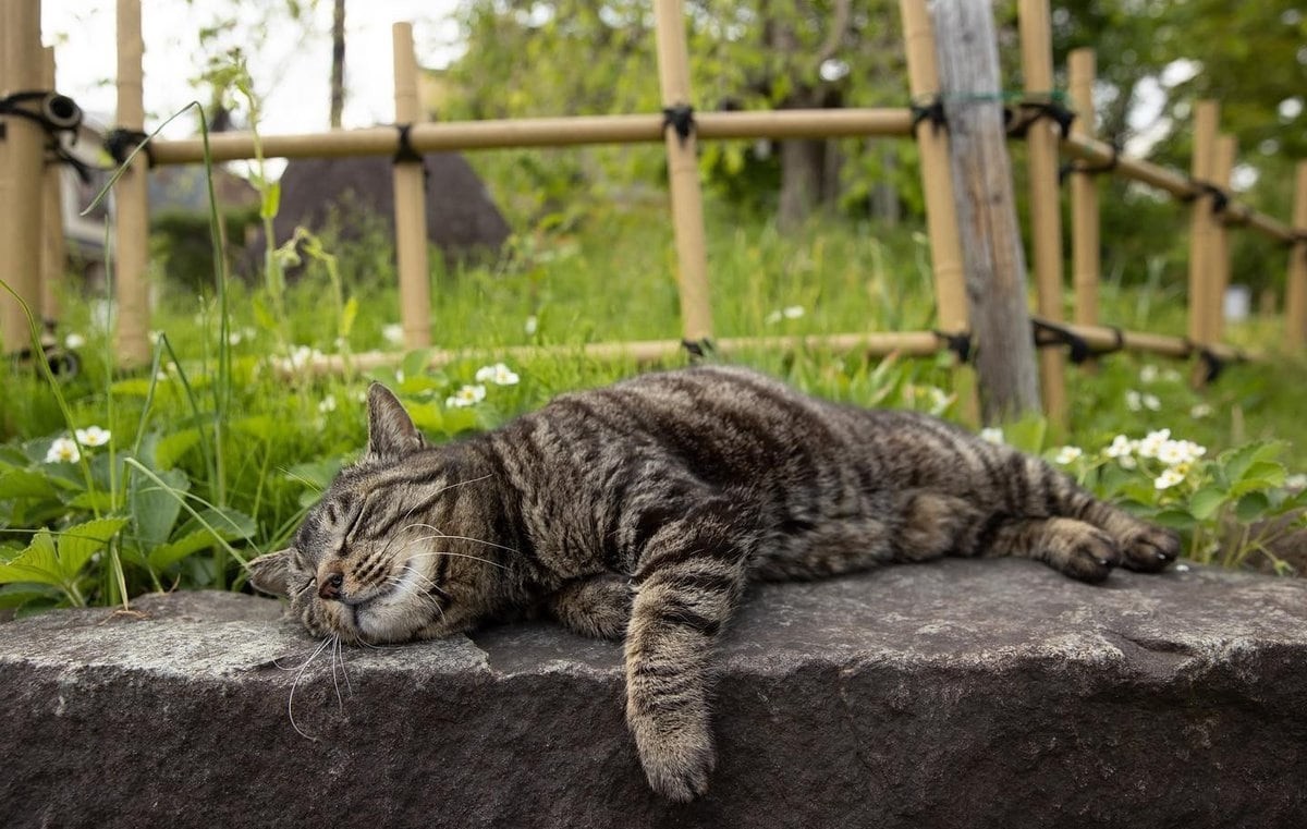 Funny Cats (23 pics)